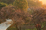 龍宝寺 夕照の冬桜