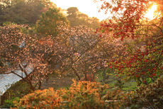 龍宝寺