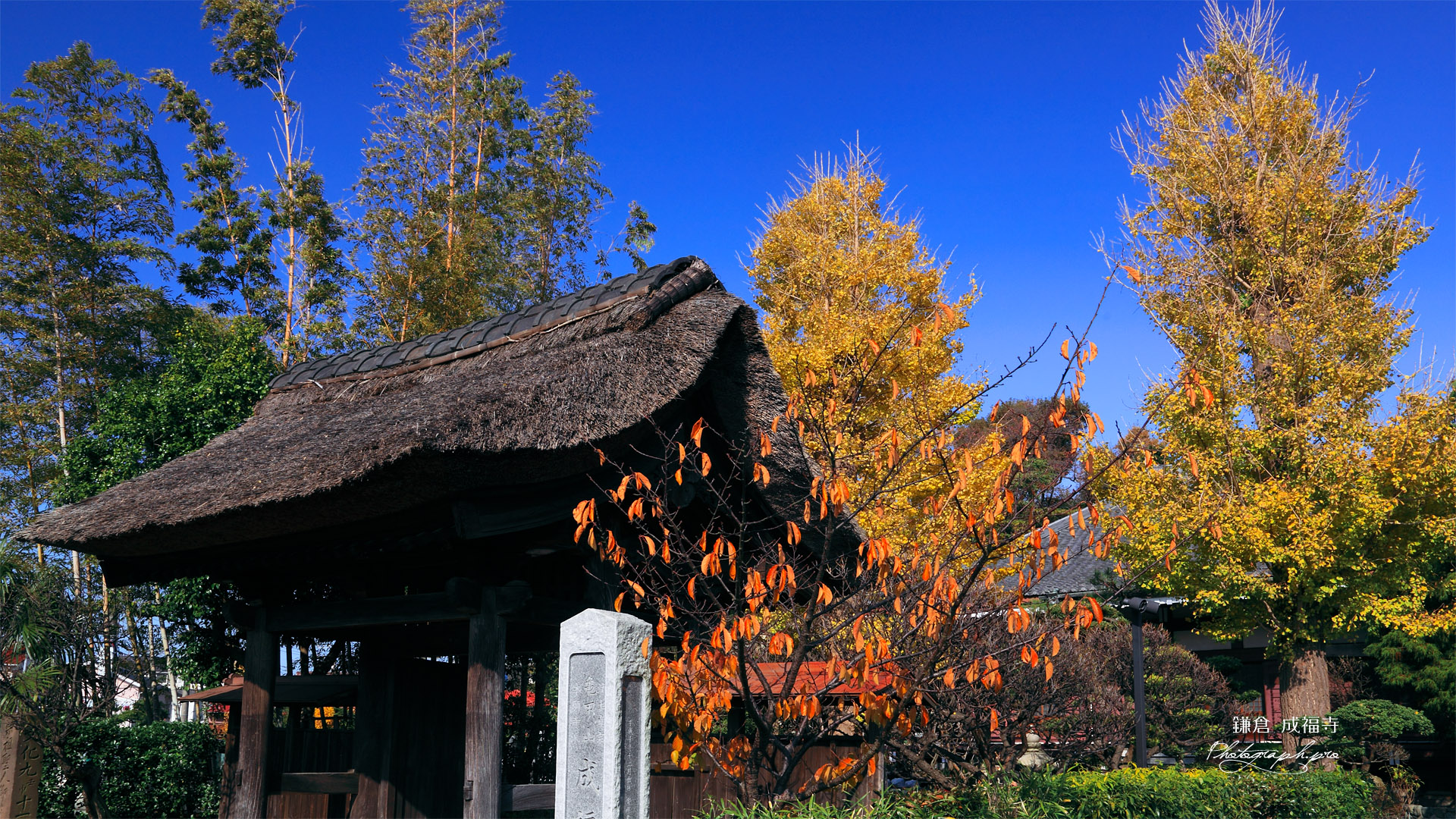 鎌倉成福寺 山門と紅葉の境内