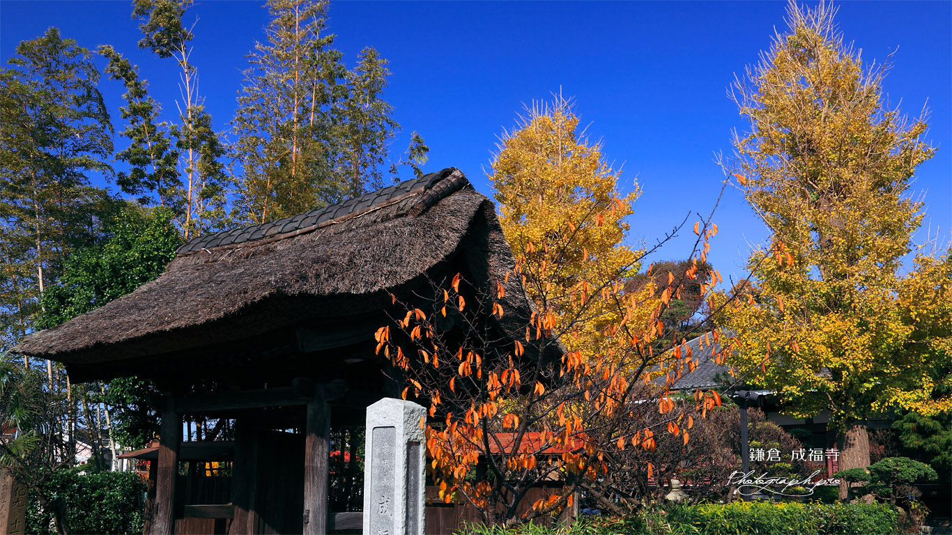 鎌倉成福寺 山門と紅葉の境内 壁紙