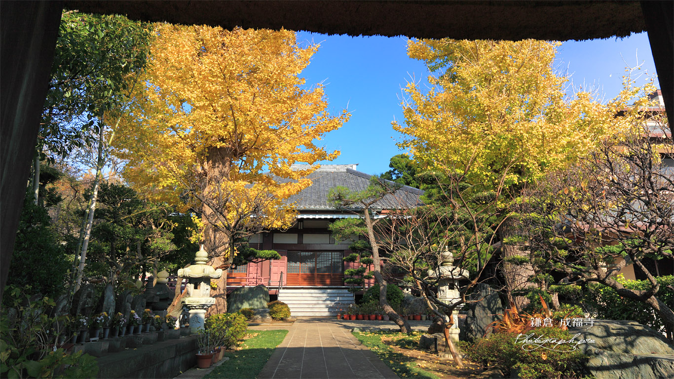 鎌倉成福寺 山門越しに銀杏の黄葉 壁紙
