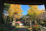 鎌倉成福寺 山門越しにイチョウの黄葉