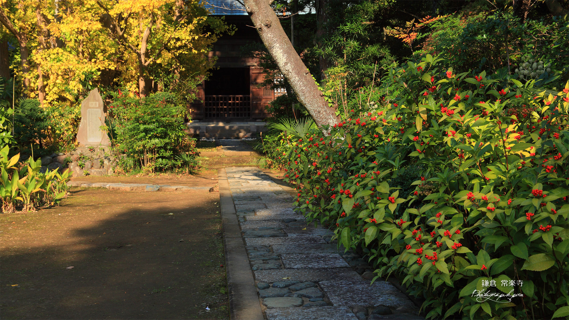常楽寺 センリョウと仏殿