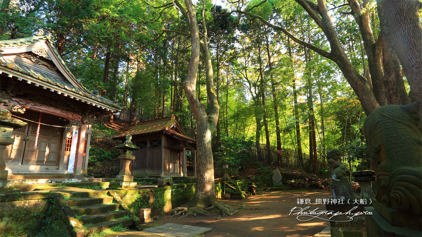 熊野神社（大船） 本殿と末社 壁紙
