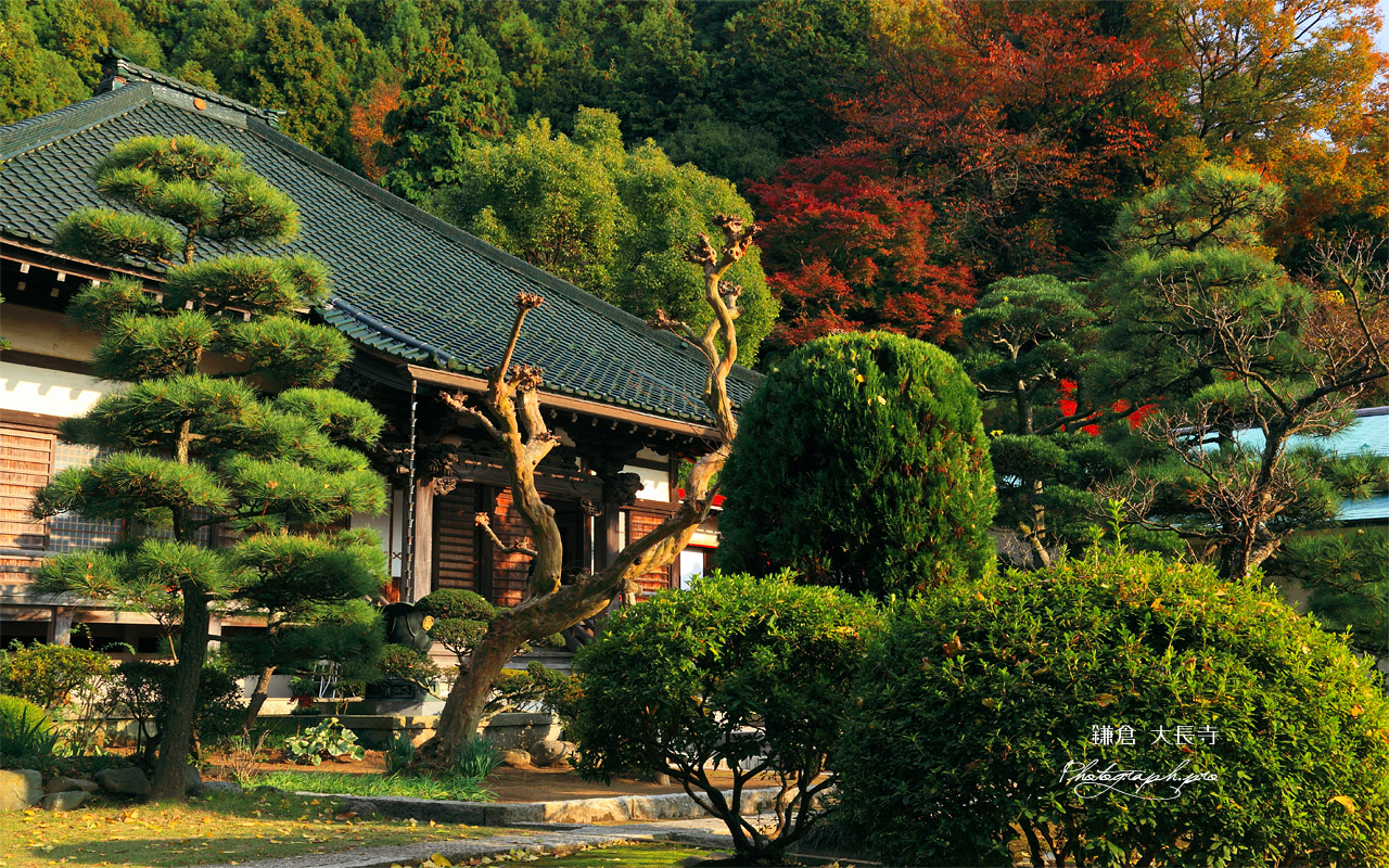 鎌倉大長寺 本堂と紅葉 壁紙
