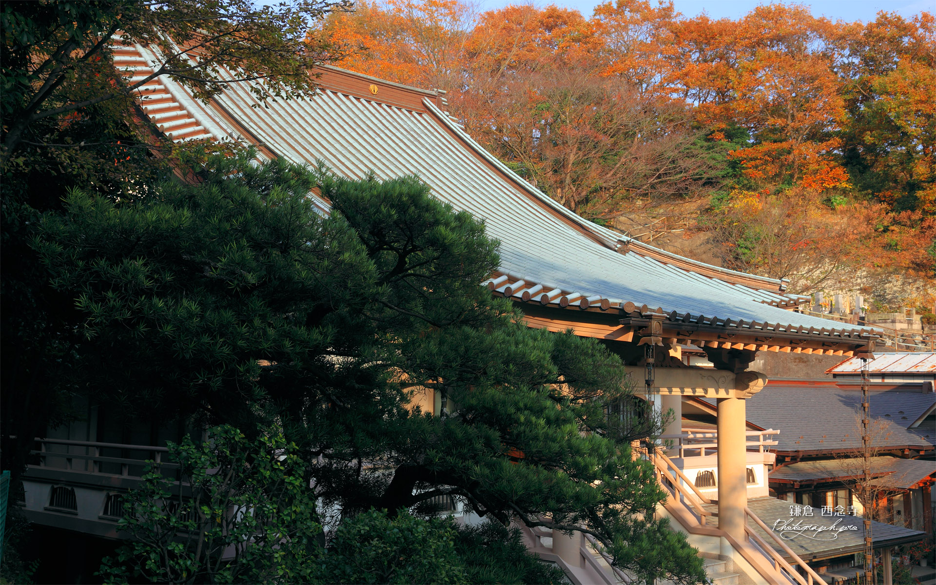 鎌倉西念寺 本堂と雑木紅葉