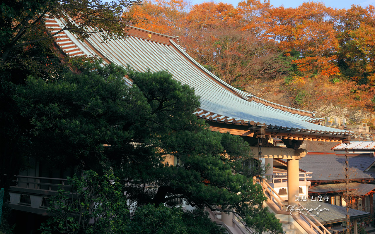 鎌倉西念寺 本堂と雑木紅葉 壁紙