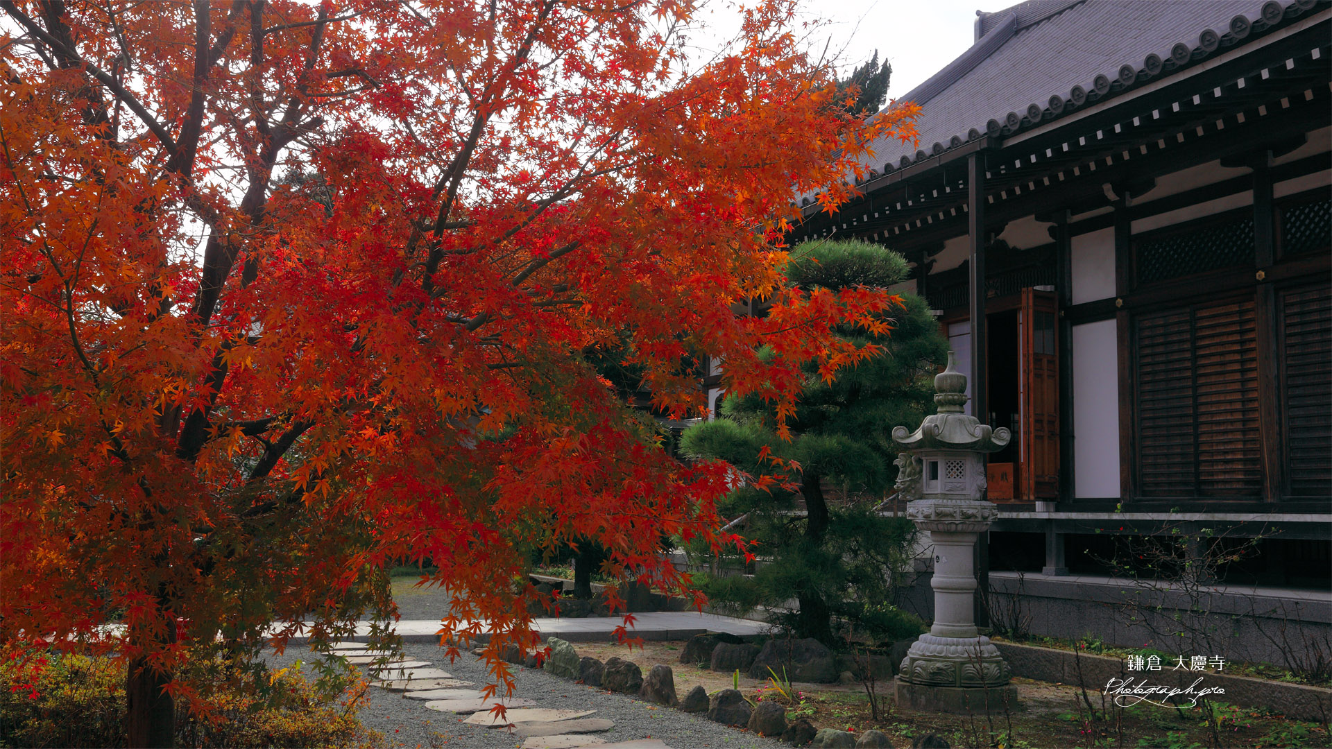 鎌倉大慶寺 紅葉と本堂