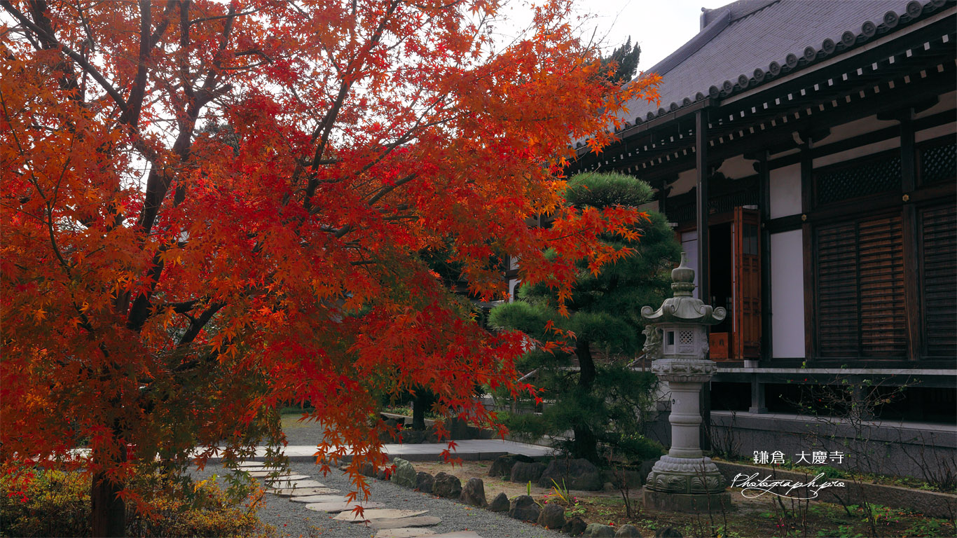 鎌倉大慶寺 紅葉と本堂 壁紙