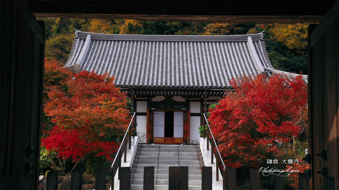 鎌倉大慶寺 山門越しの紅葉と本堂 壁紙