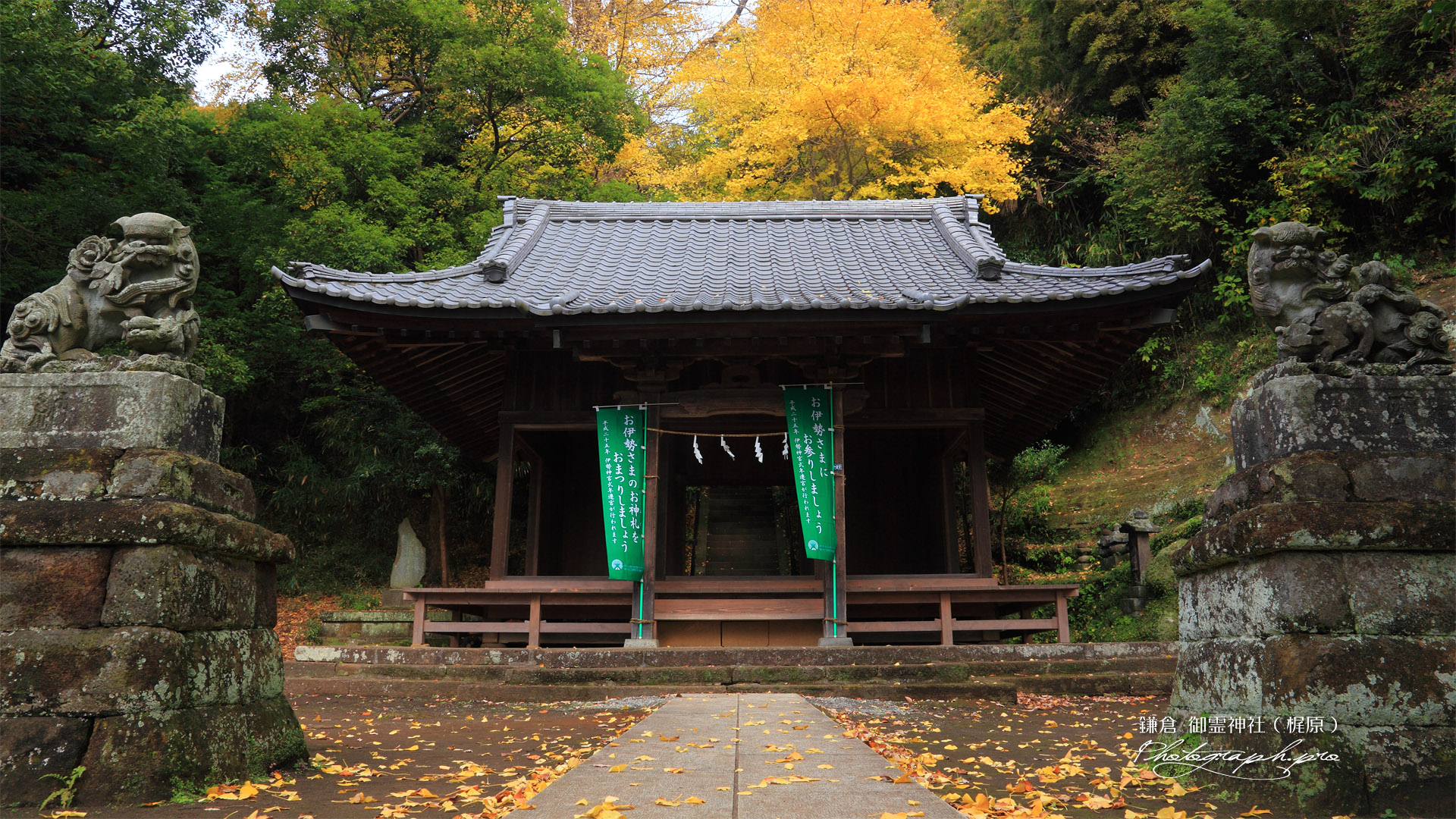鎌倉御霊神社（梶原） 拝殿とイチョウ黄葉