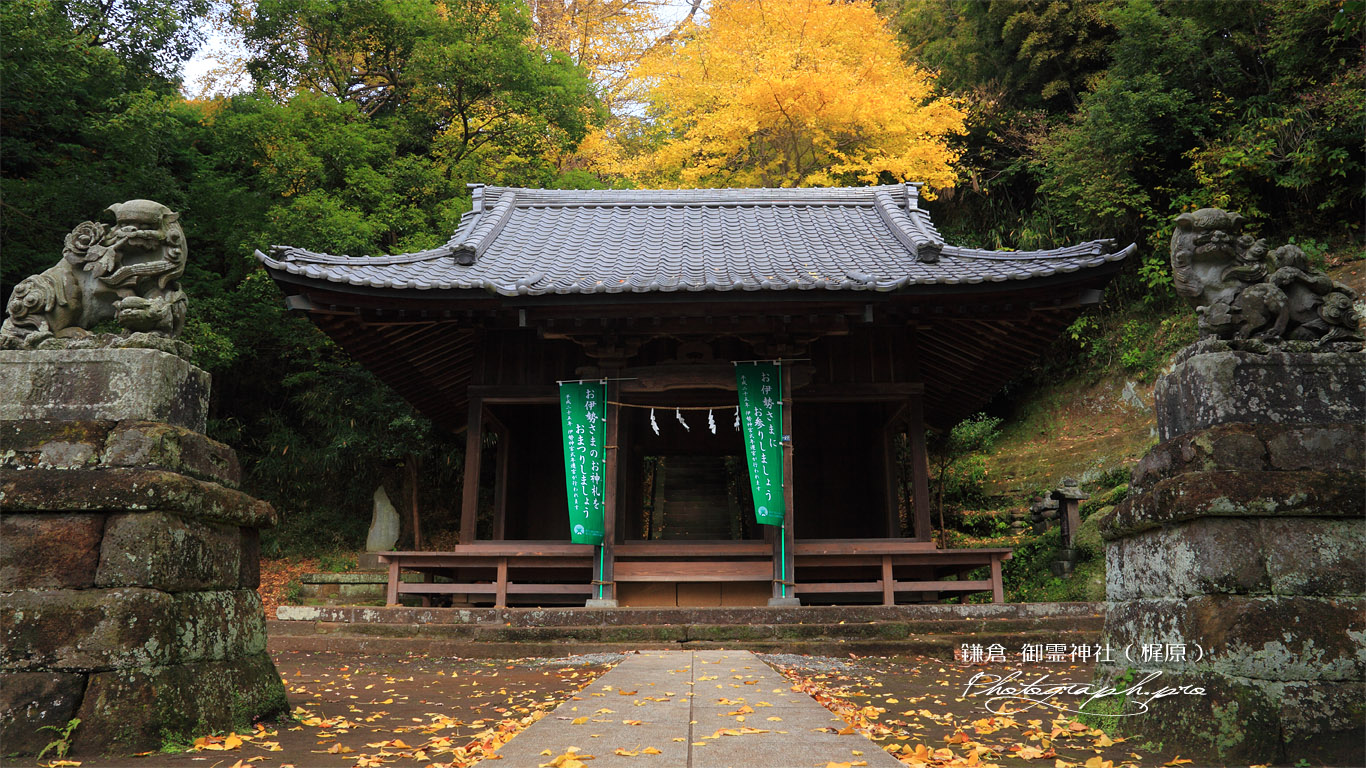 鎌倉御霊神社（梶原） 拝殿とイチョウ黄葉 壁紙