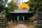 鎌倉御霊神社（梶原） 拝殿とイチョウ黄葉