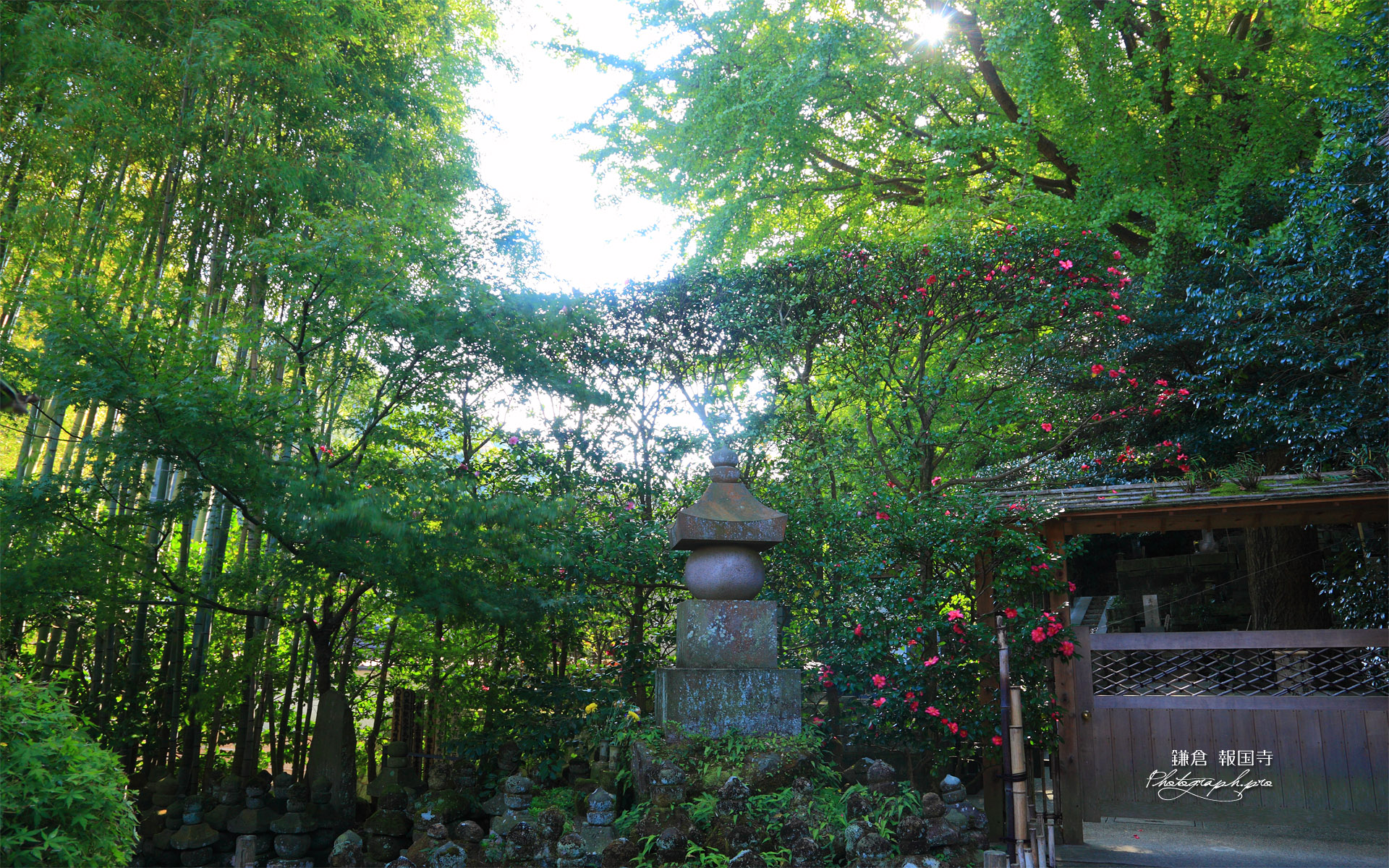 鎌倉報国寺 五輪塔群とサザンカ