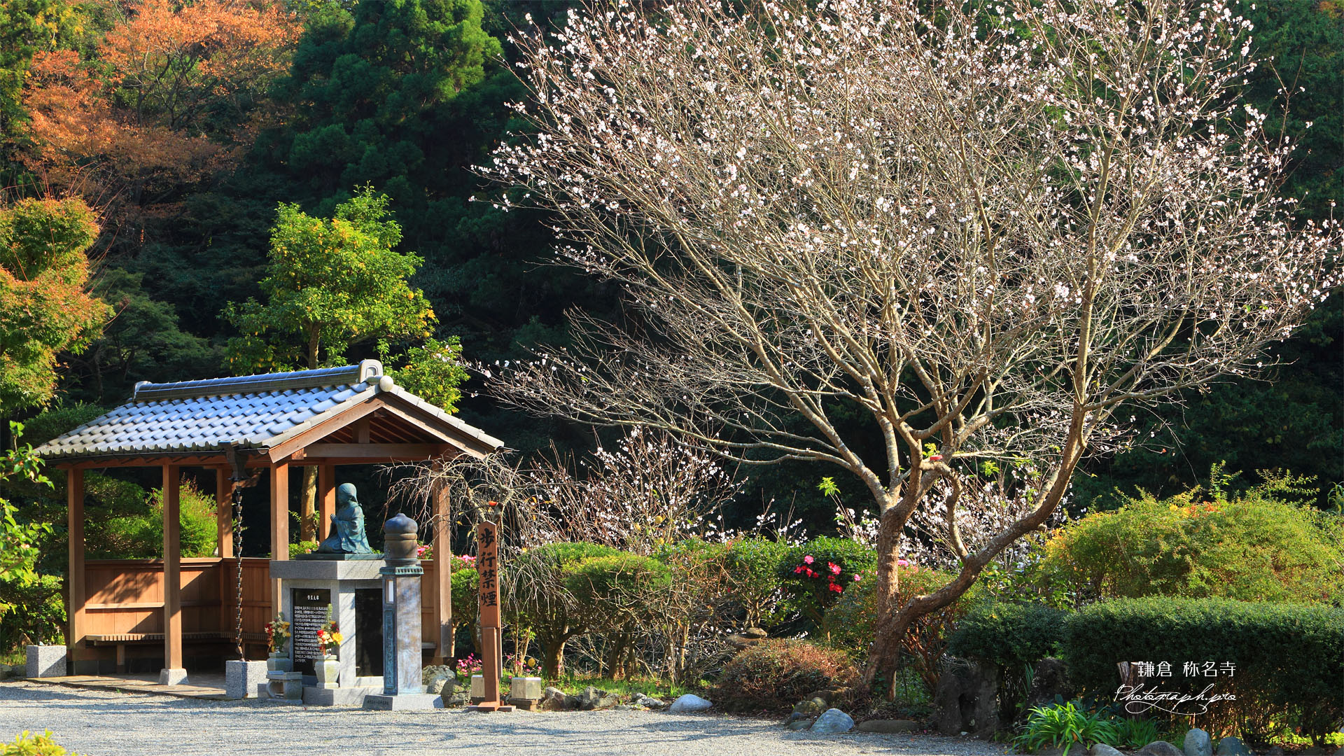称名寺 冬桜