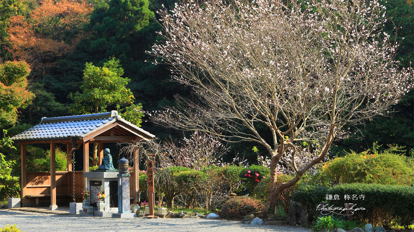 称名寺 冬桜 壁紙