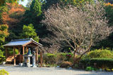称名寺 冬桜