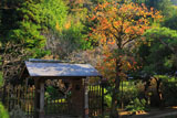 紅葉の浄智寺薬医門