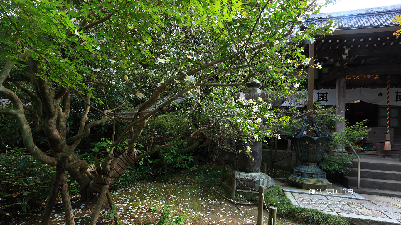 安国論寺 サザンカと本堂 壁紙