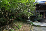 安国論寺 サザンカと本堂
