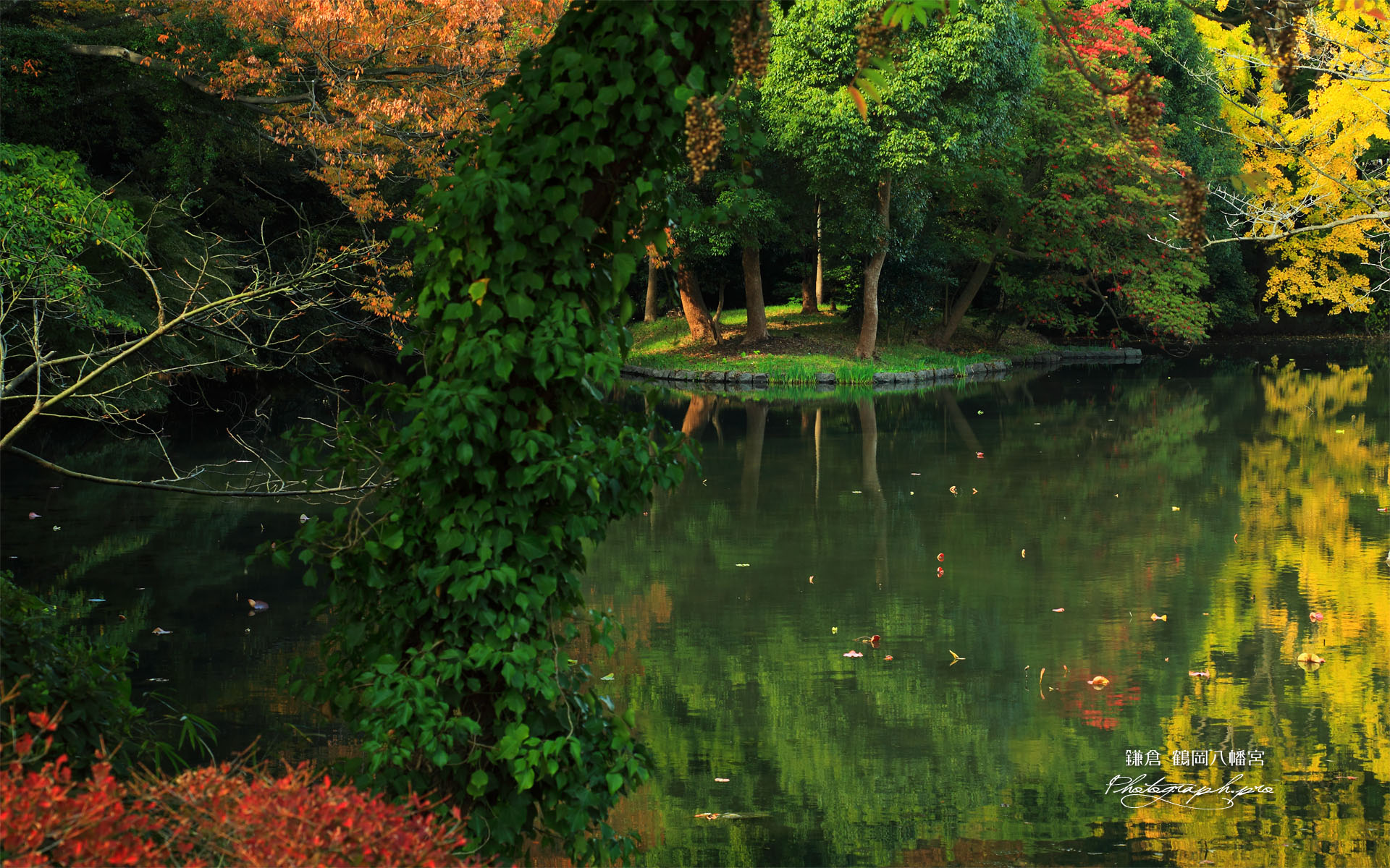 平家池の黄葉