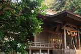 鎌倉甘縄神明神社 山茶花と拝殿