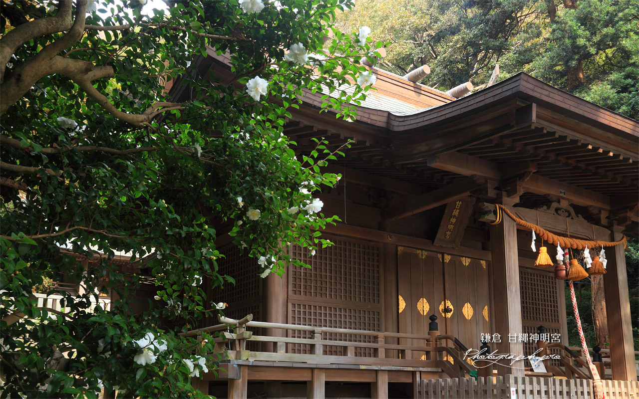 鎌倉甘縄神明神社 サザンカと拝殿 壁紙