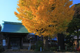 鎌倉青蓮寺 イチョウ黄葉と山門