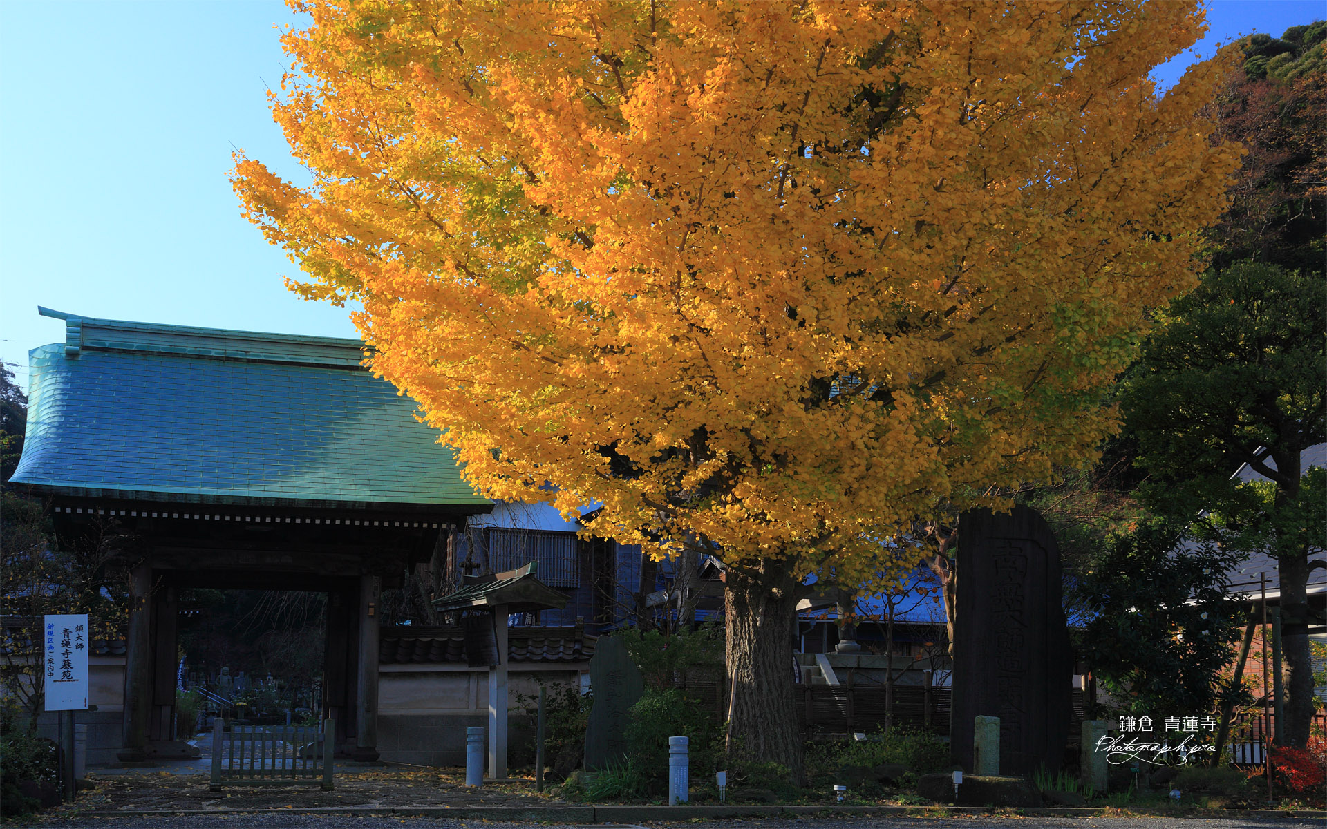 鎌倉青蓮寺 イチョウ黄葉と山門