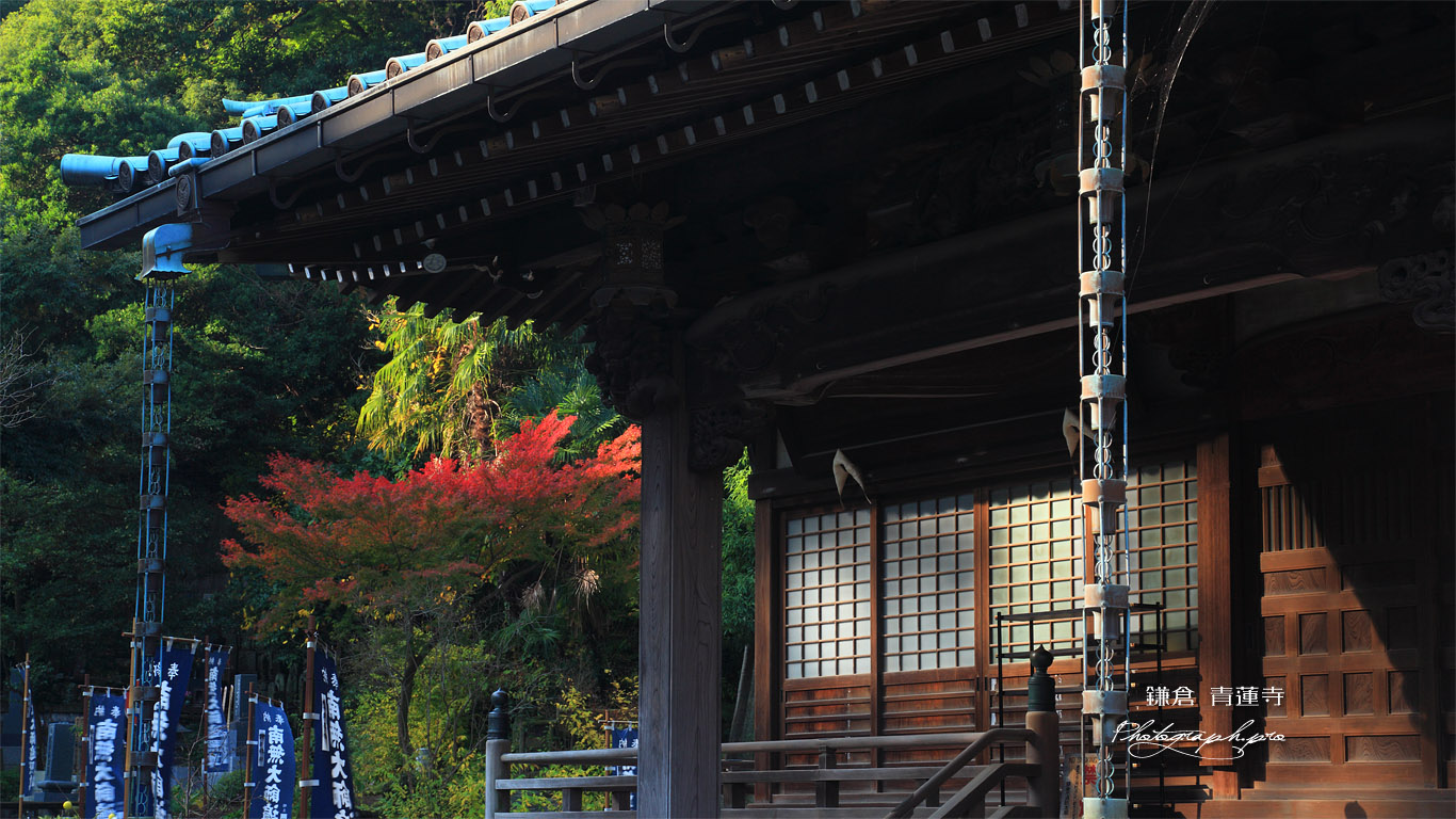 鎌倉青蓮寺 本堂と紅葉 壁紙