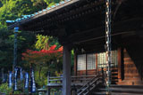 鎌倉青蓮寺 本堂と紅葉