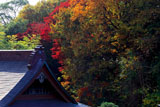 法源寺本堂と紅葉