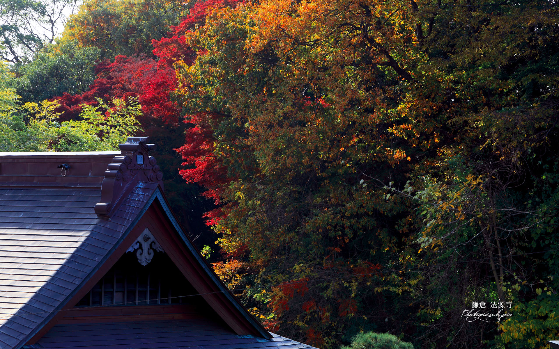 鎌倉 法源寺本堂と紅葉