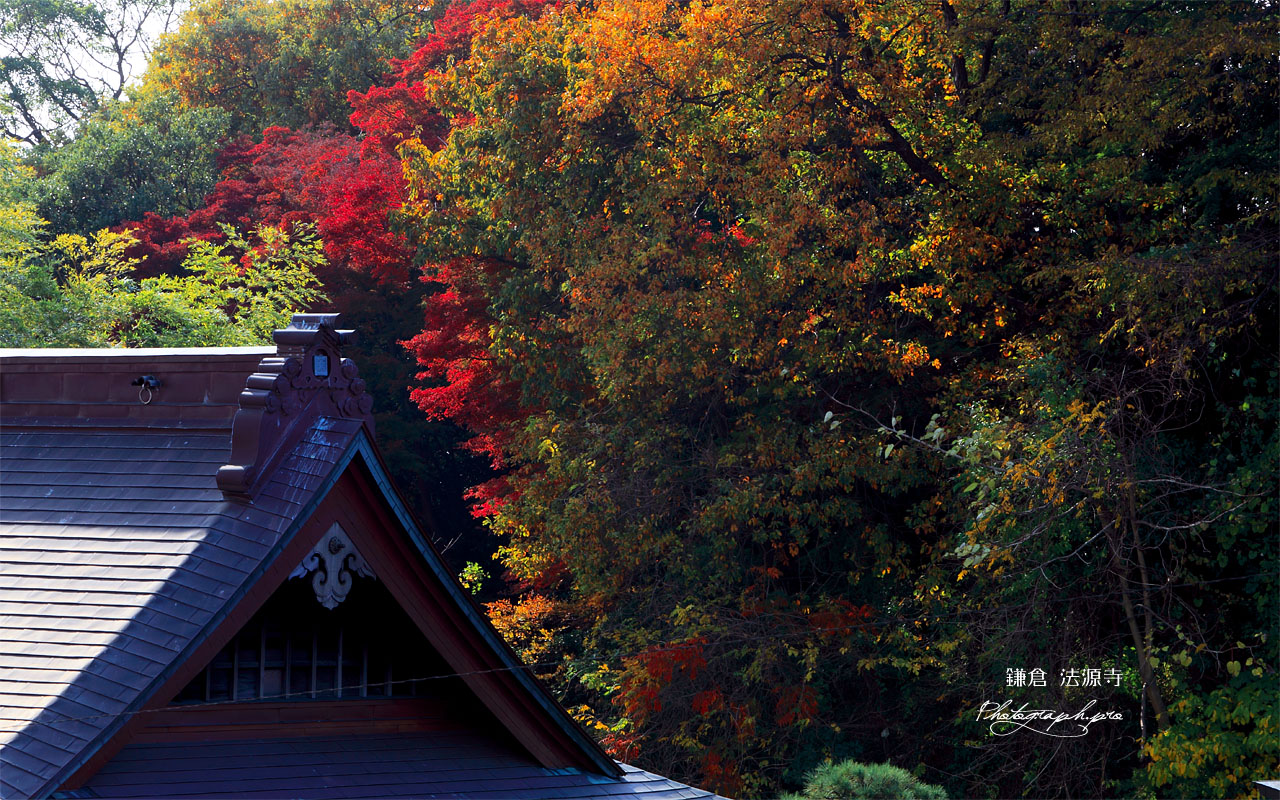 鎌倉 法源寺本堂と紅葉 壁紙