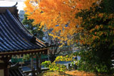 龍口寺 イチョウの黄葉と江ノ電