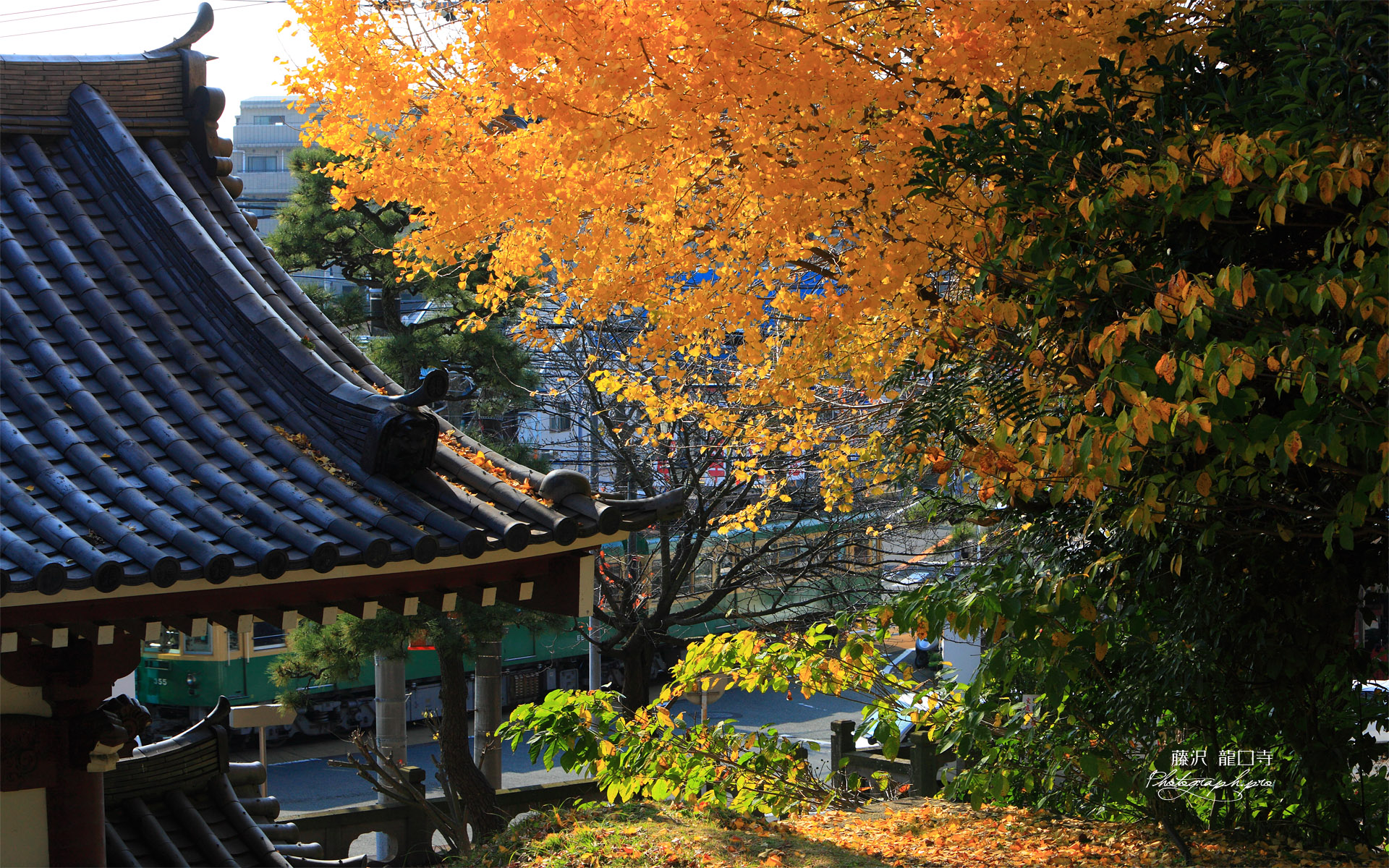 龍口寺 イチョウの黄葉と江ノ電