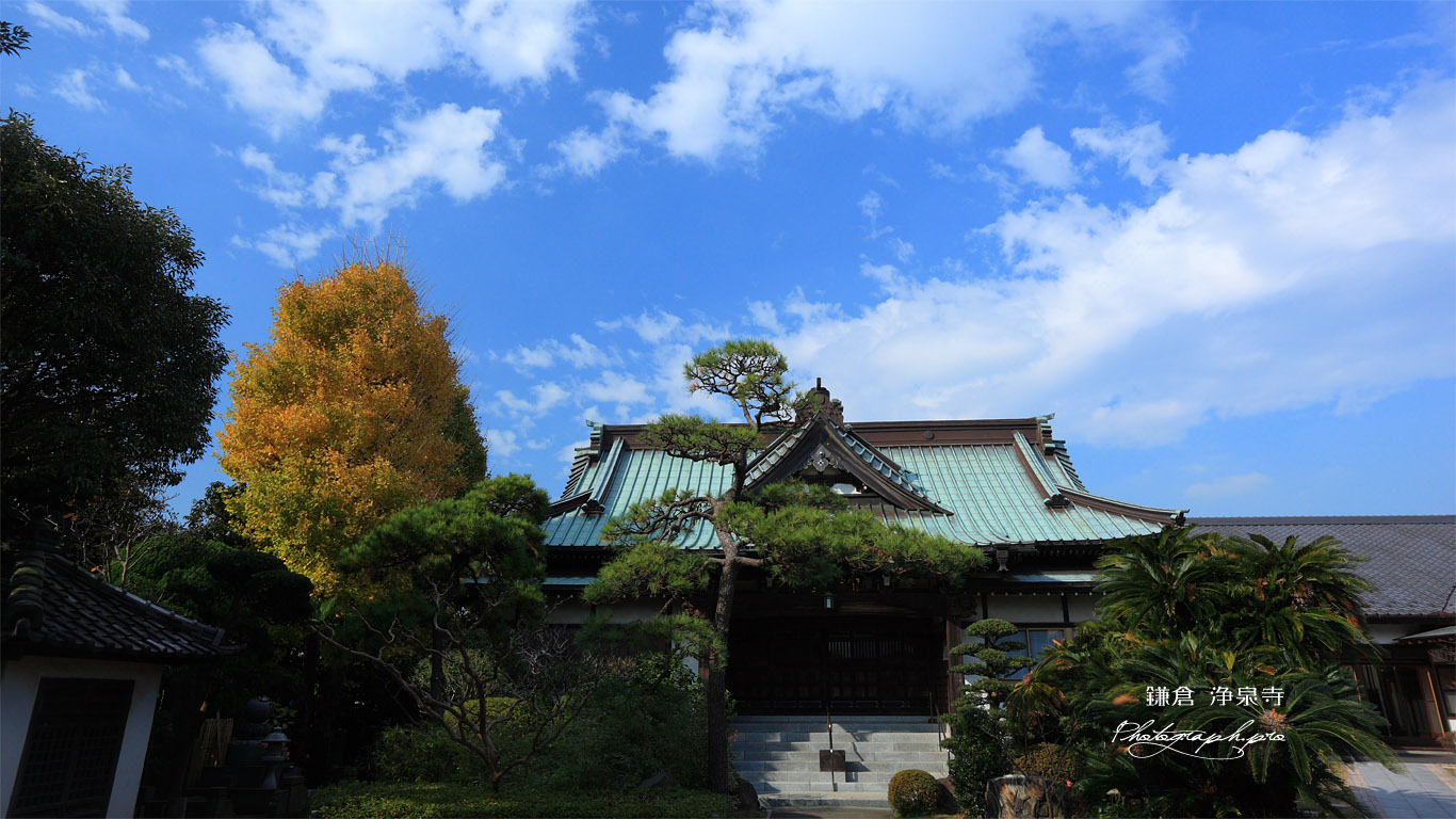 鎌倉浄泉寺 本堂とイチョウ黄葉 壁紙