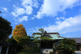 鎌倉浄泉寺 本堂と銀杏黄葉