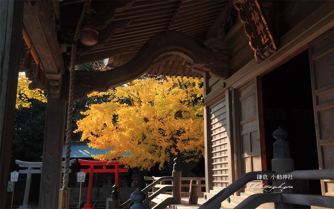 鎌倉小動神社 拝殿越しの銀杏黄葉 壁紙