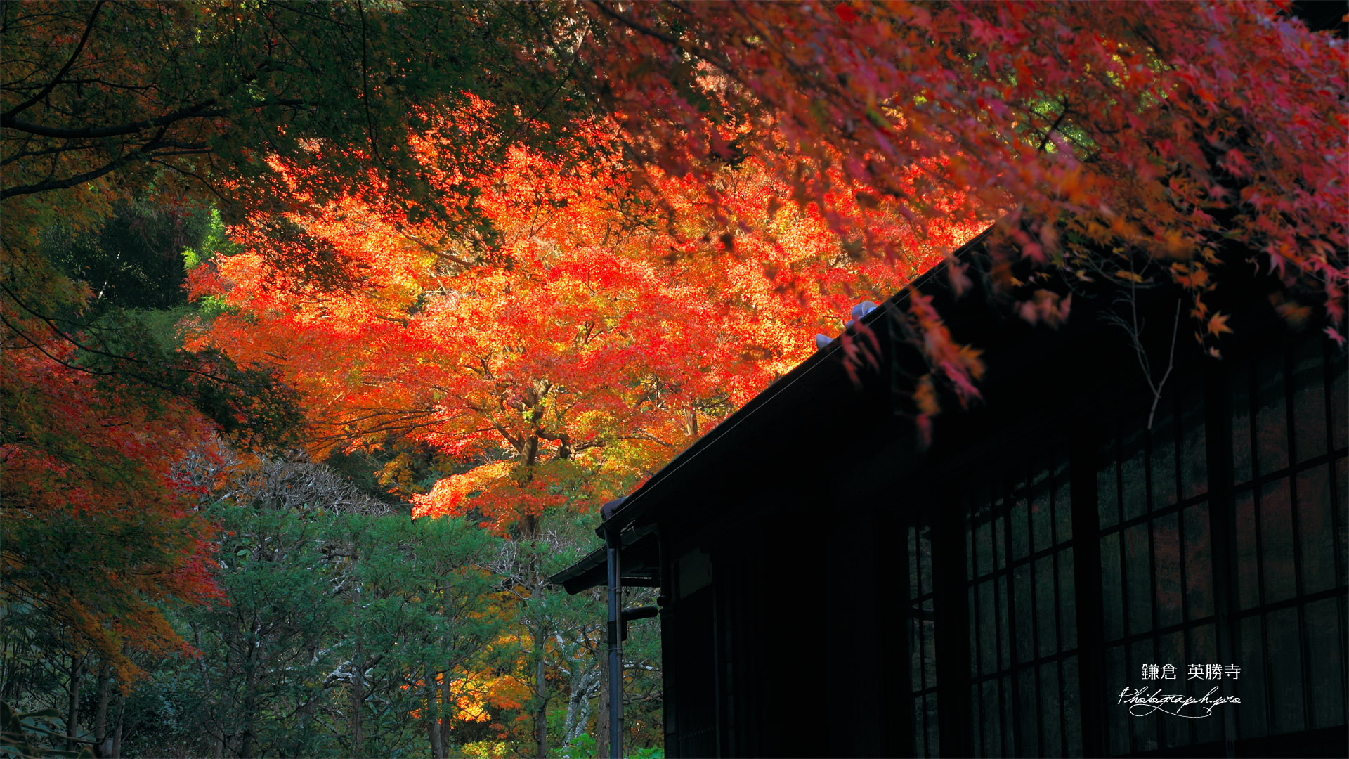 英勝寺の紅葉