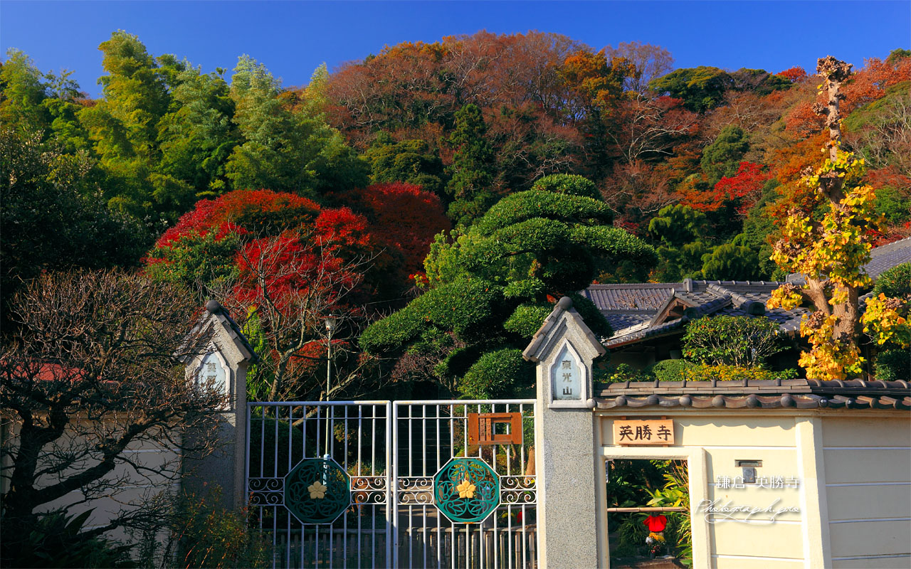 鎌倉英勝寺通用門と紅葉の山内 壁紙