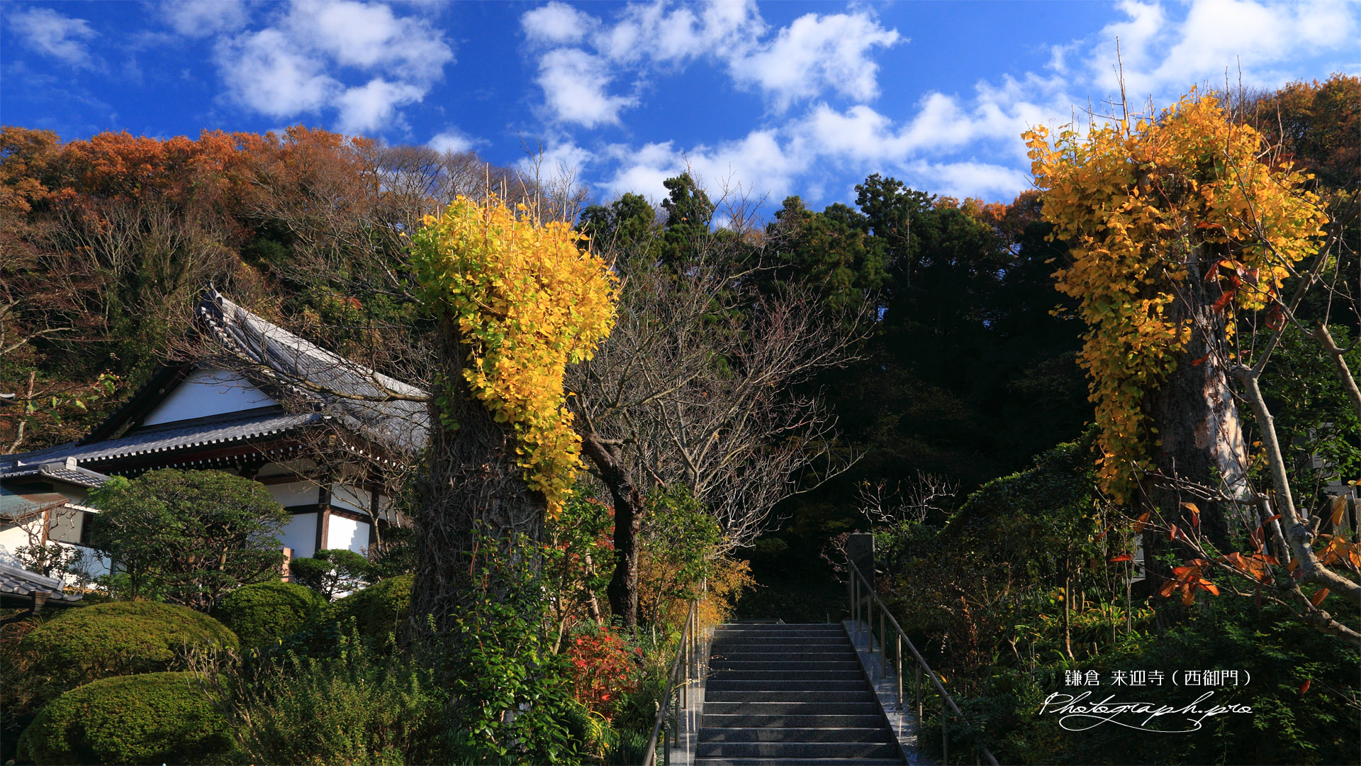 鎌倉来迎寺（西御門） イチョウの黄葉