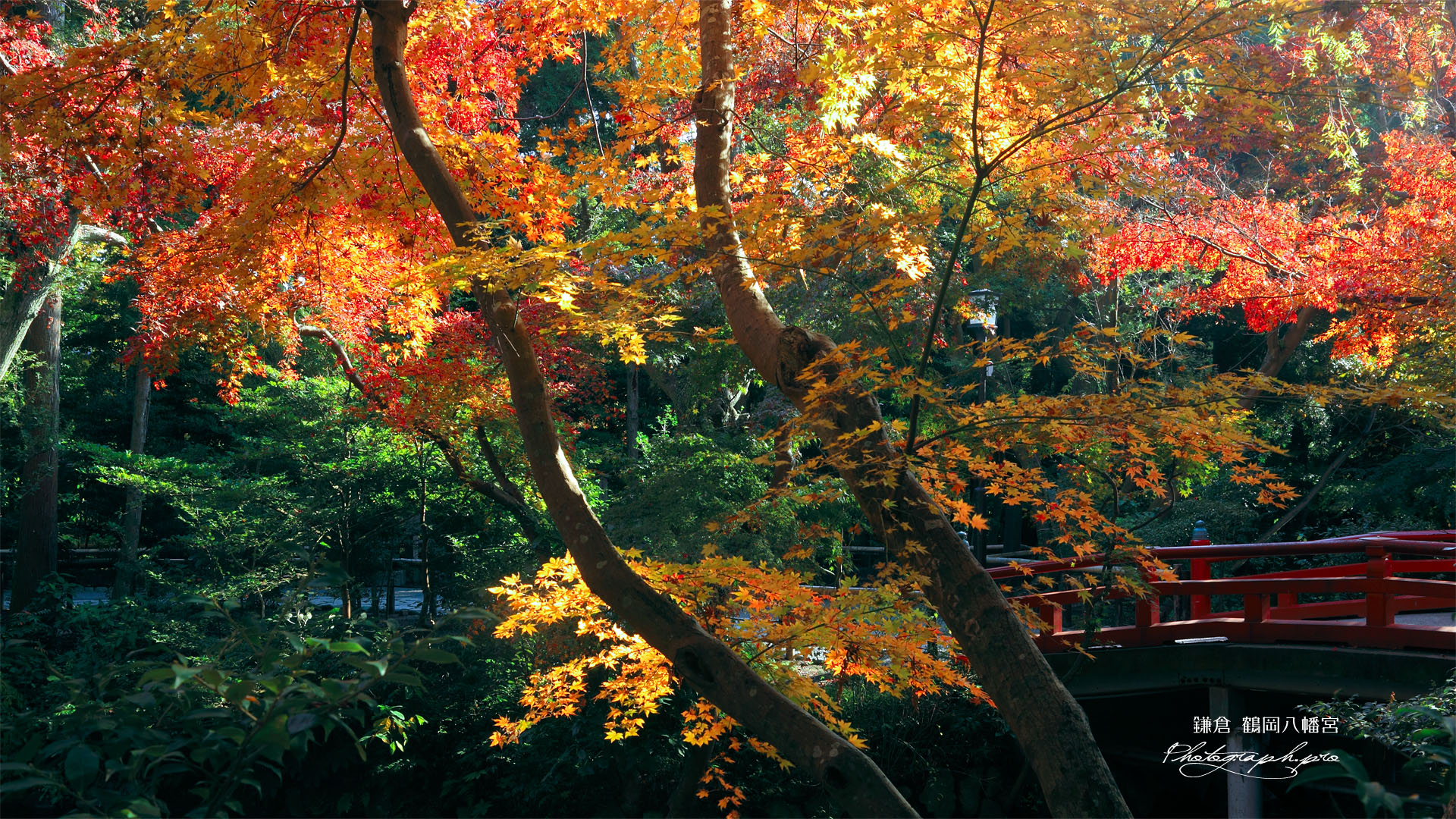 鶴岡八幡宮の紅葉