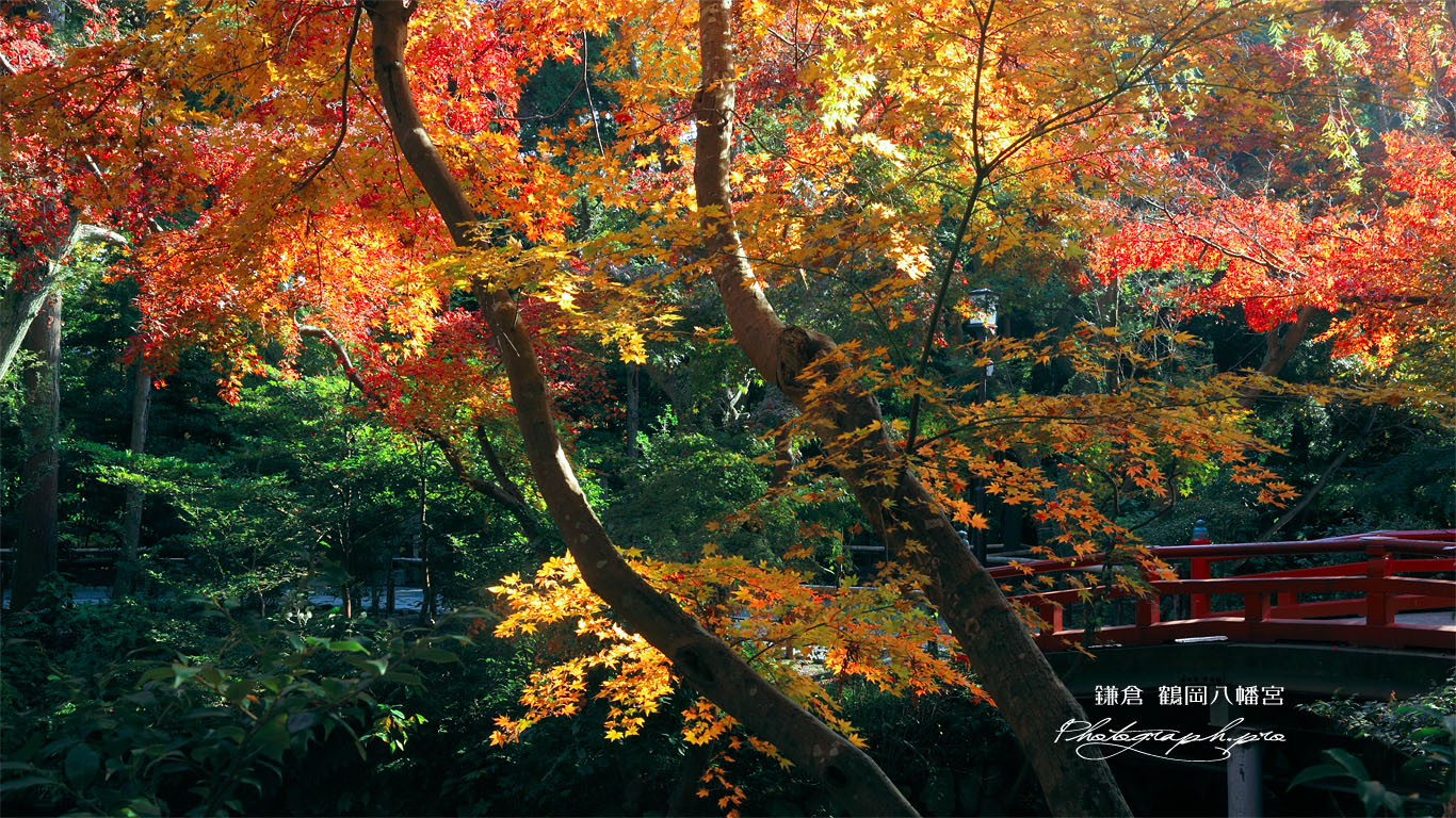 鶴岡八幡宮の紅葉 壁紙
