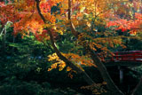 鶴岡八幡宮の紅葉