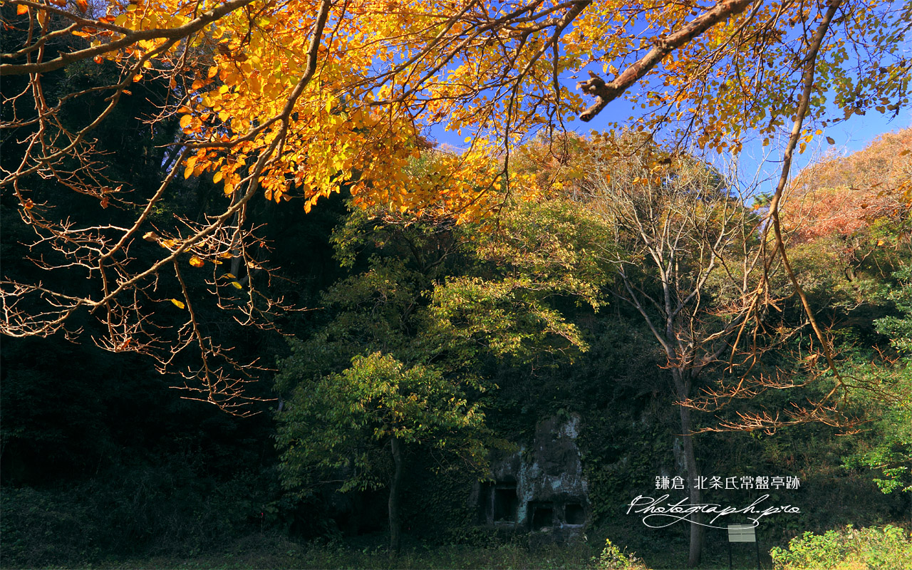 北条氏常盤亭跡 紅葉のタチンダイ 壁紙