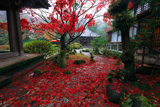 海蔵寺 敷き紅葉