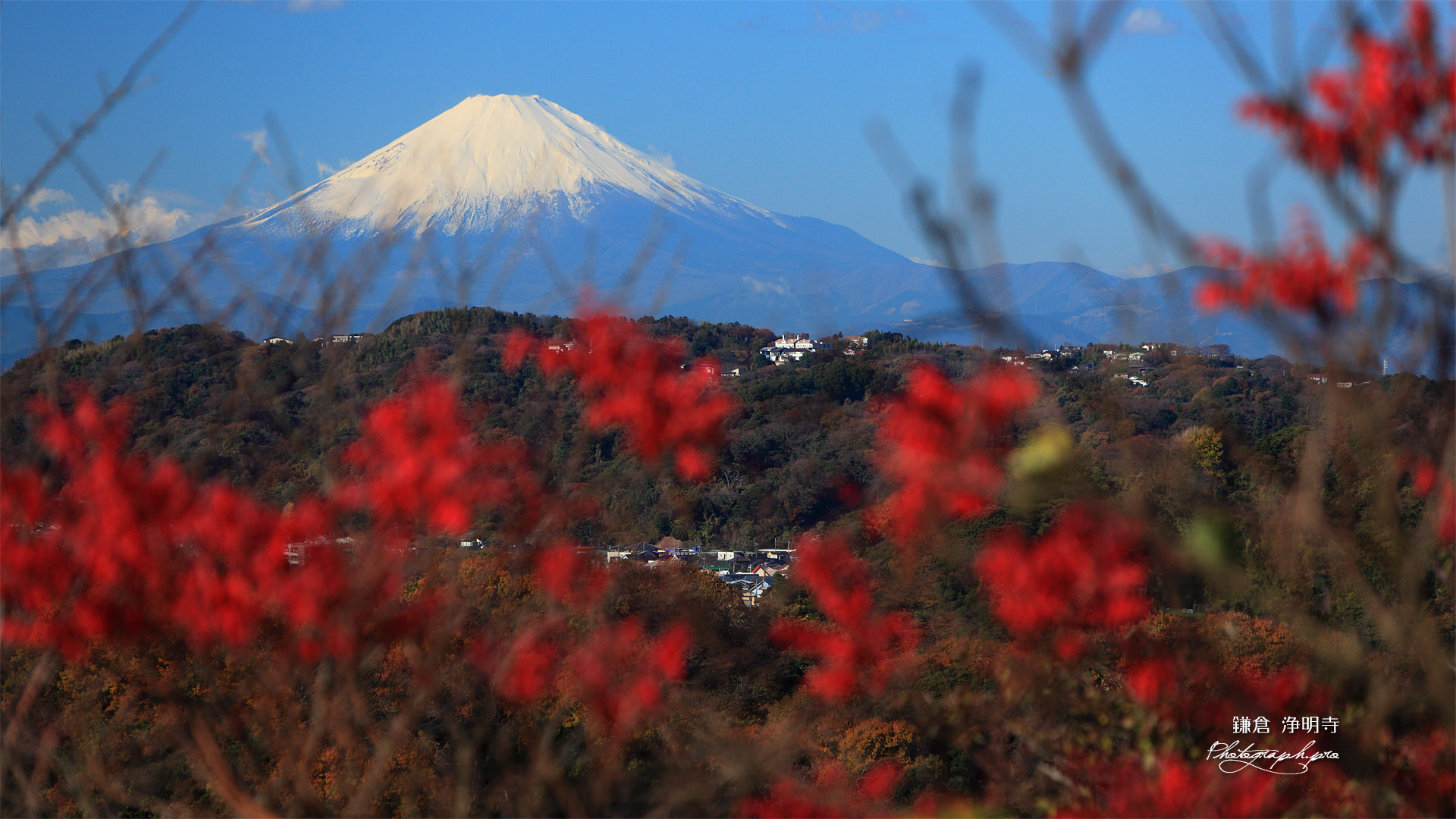 鎌倉浄明寺 紅葉越しの富士山