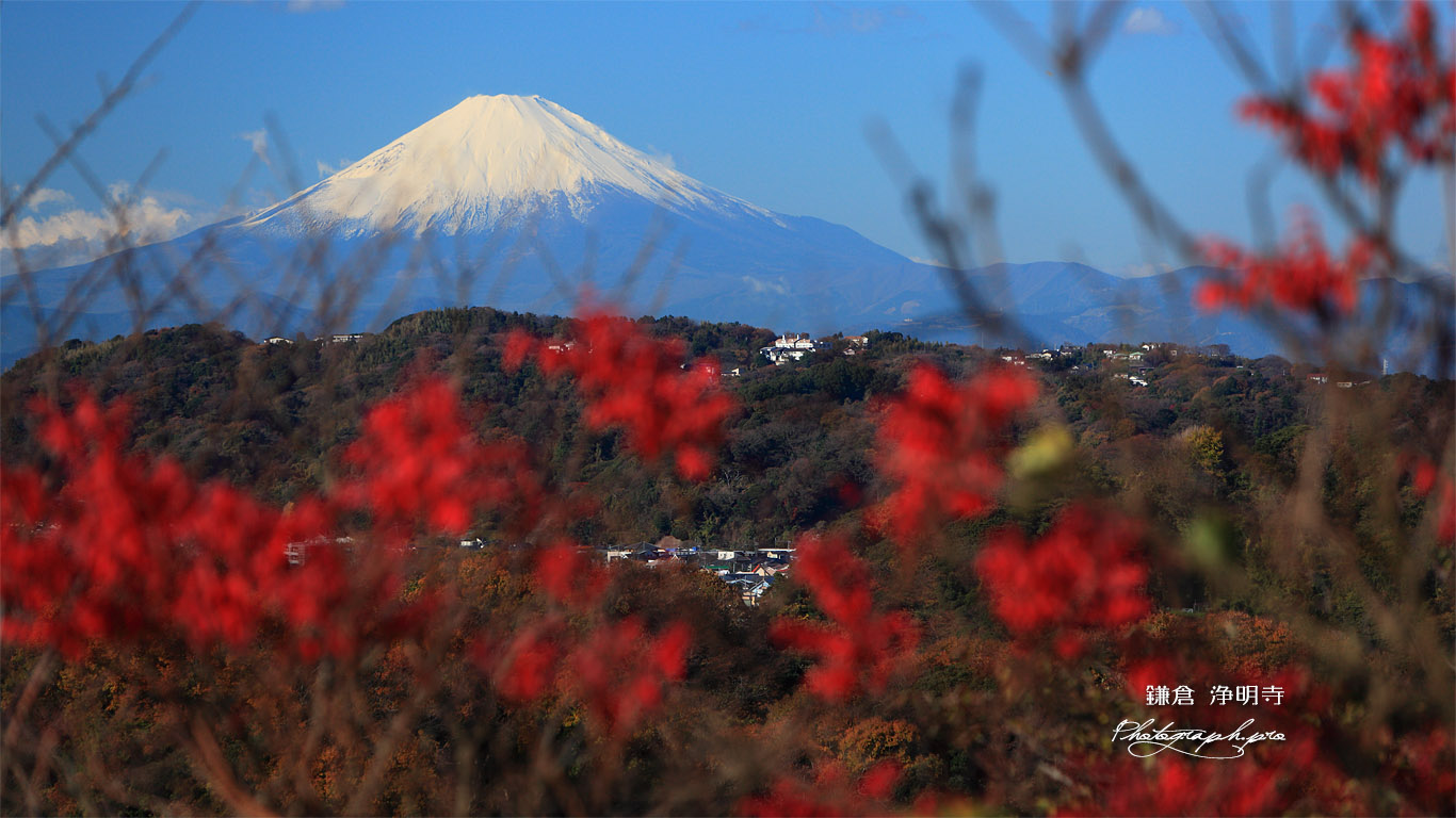 鎌倉浄明寺 紅葉越しの富士山 壁紙