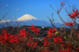 鎌倉浄明寺 紅葉越しの富士山